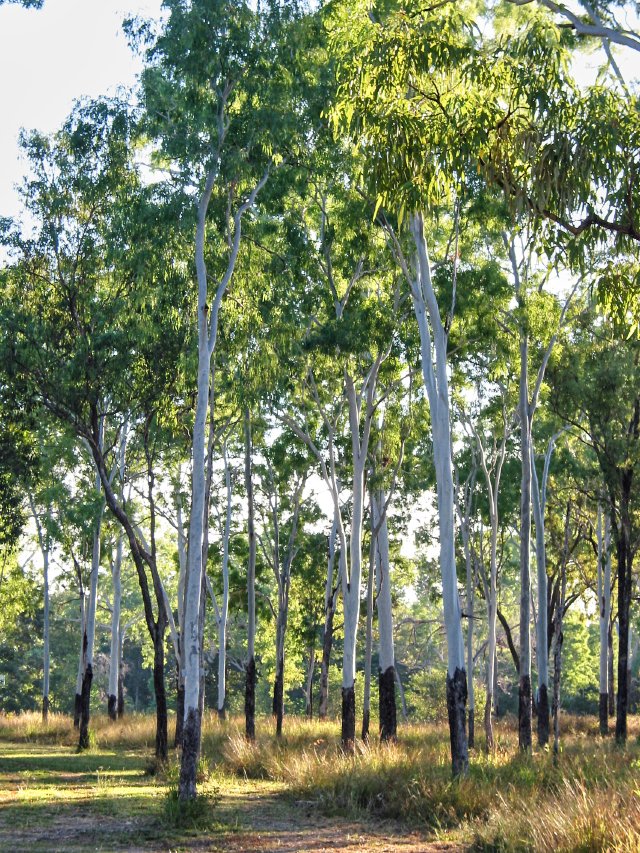 Funny gum trees