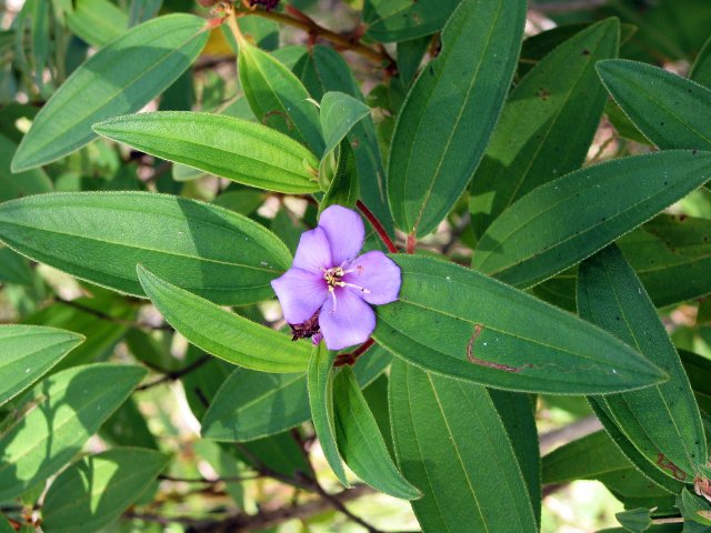 Pretty weed