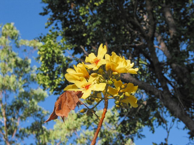 Kapok tree