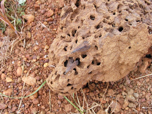 Inside a termite mound