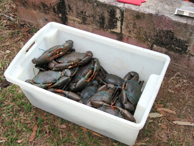 Mud crab feast