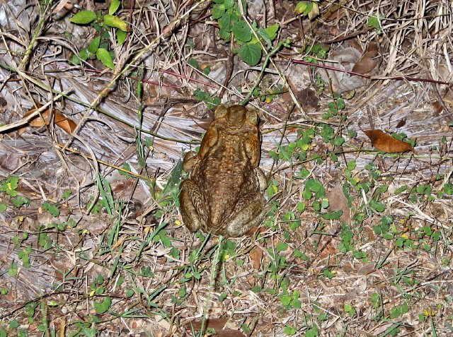 Cane toad