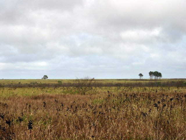 Heathlands