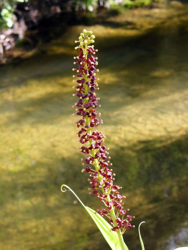 Nepenthes mirabilis