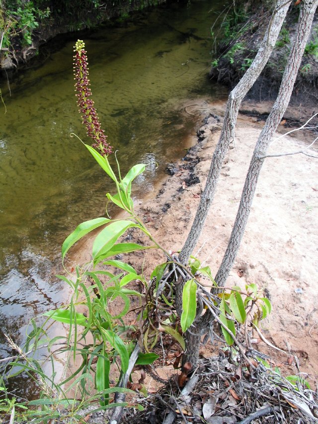 Nepenthes mirabilis