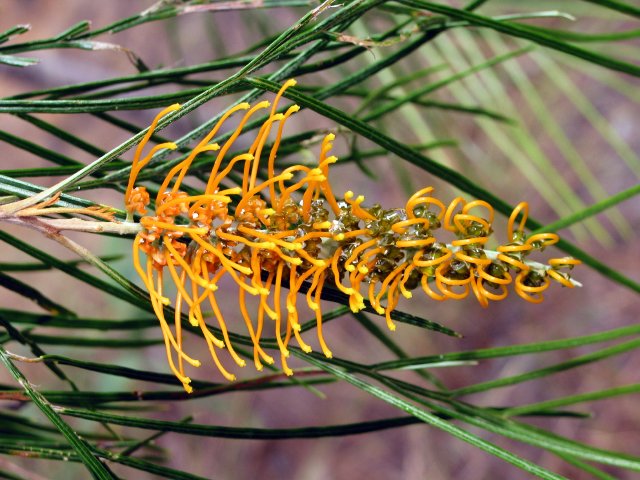 Grevillea pteridifolia