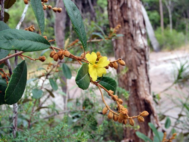 Mystery yellow flower