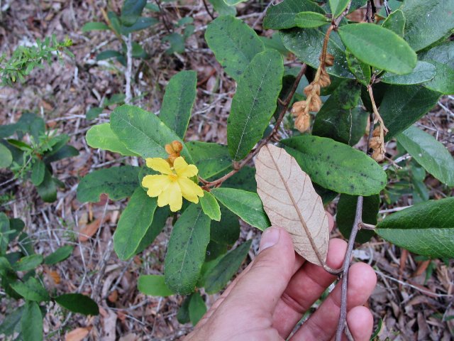 Mystery yellow flower