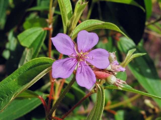 Pretty weed