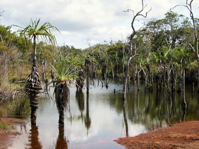 Pandanus at Sheldon's Lagoon