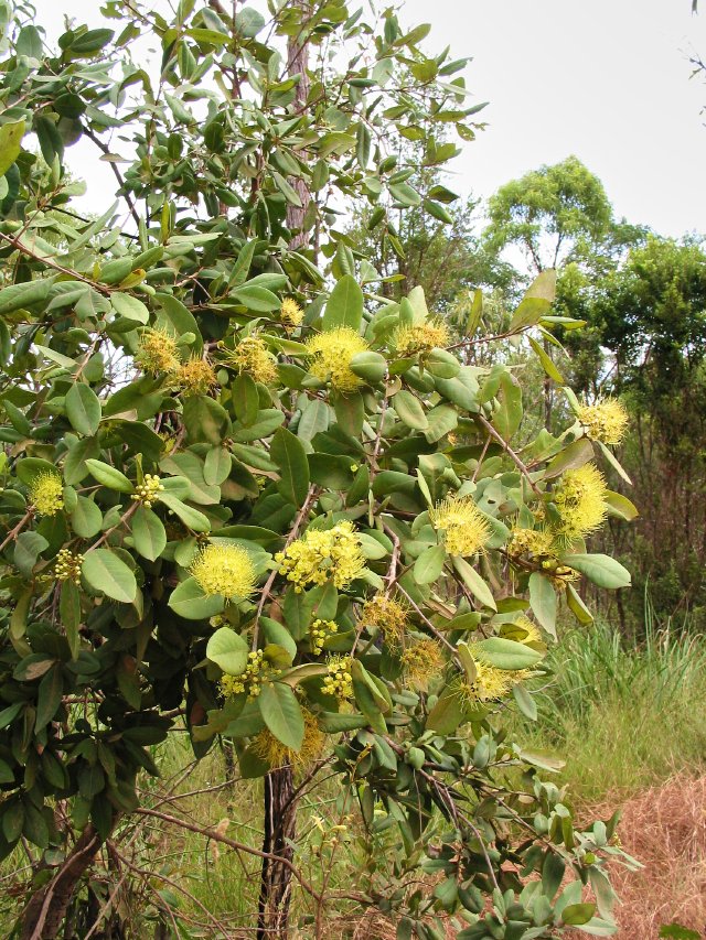 Xanthostemon chrysanthus (Golden Penda)