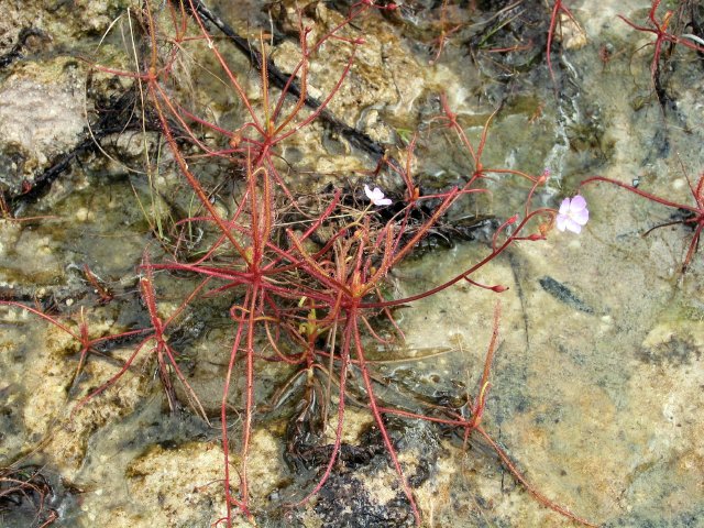 Sundews