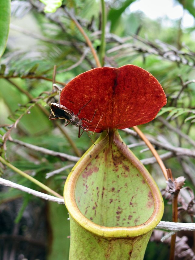 Insect being crafty as pitcher plant lures in its prey