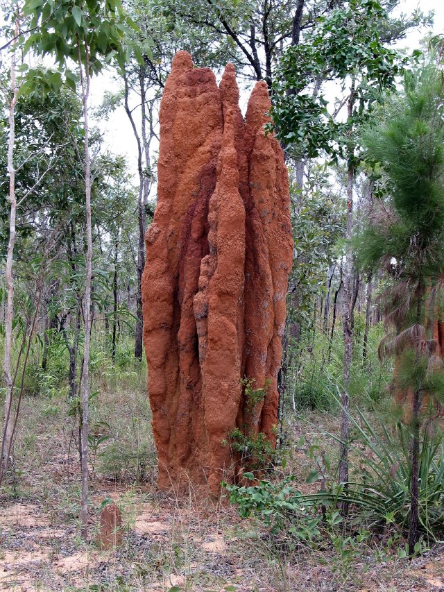 Termite mound