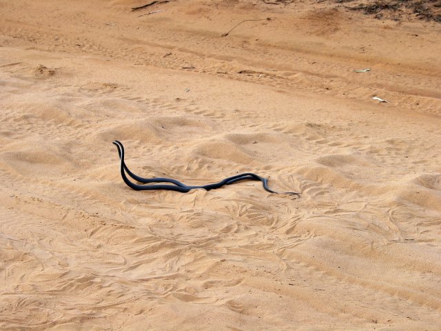 Whip snakes fighting