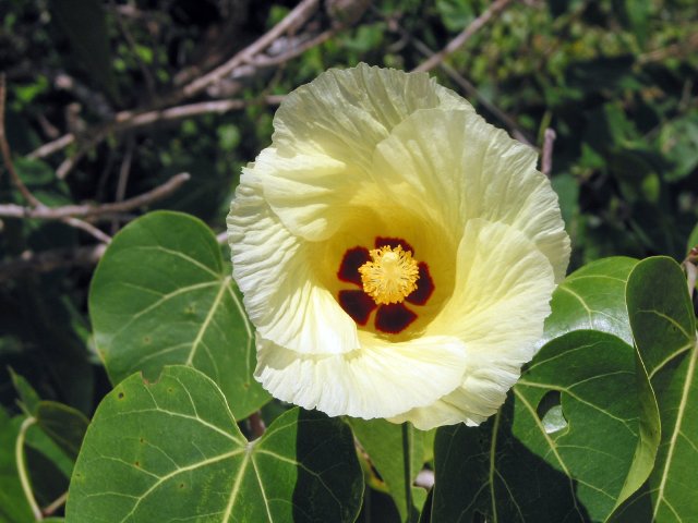 Hibiscus