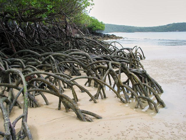 Mangroves on the beach