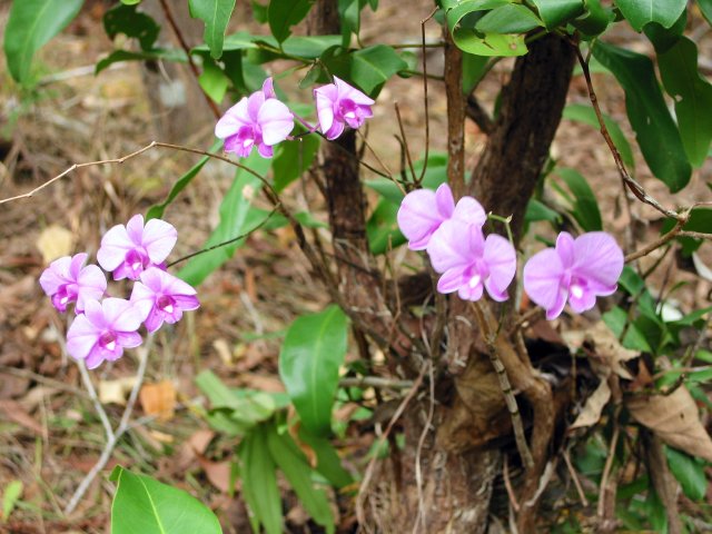 Dendrobium orchid