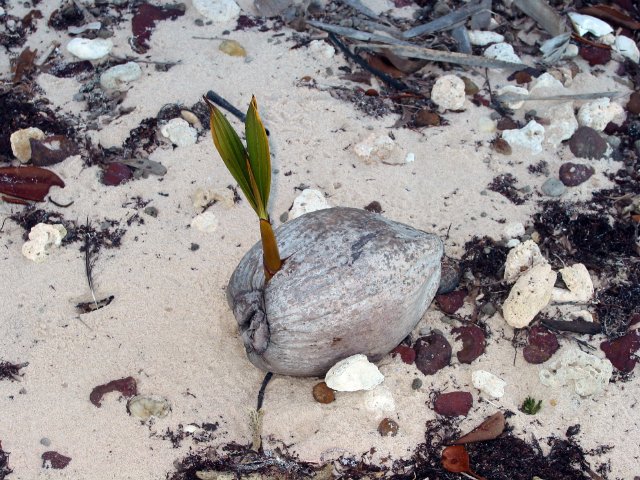 Along the beach a coconut