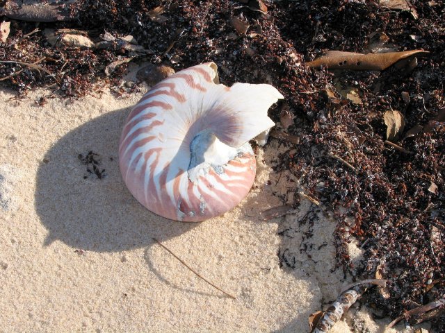 Nautilus