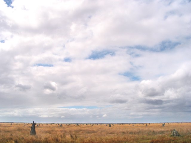 Nifold Plains and termite mounds