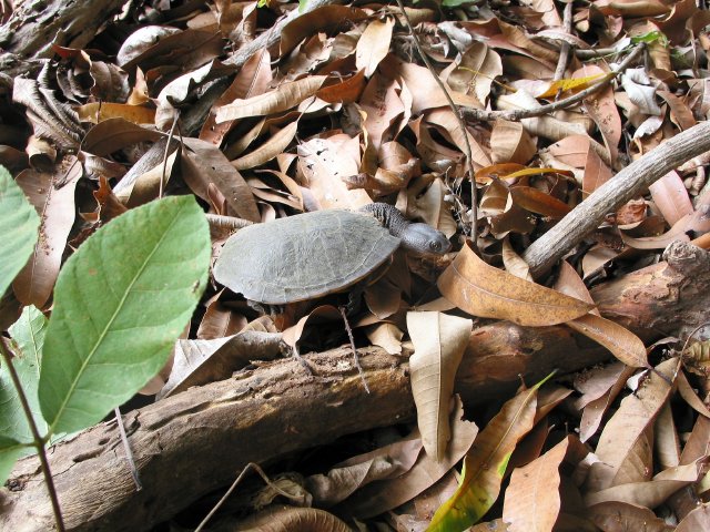 Turtle at Breeza