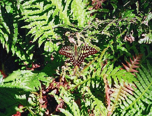 Flecker Botanic Gardens Cairns