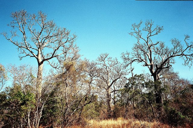 Undara Bottle Trees