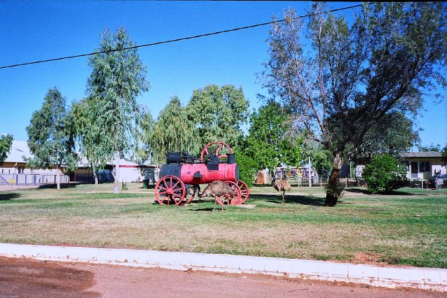 Emus in the park, Boulia, QLD