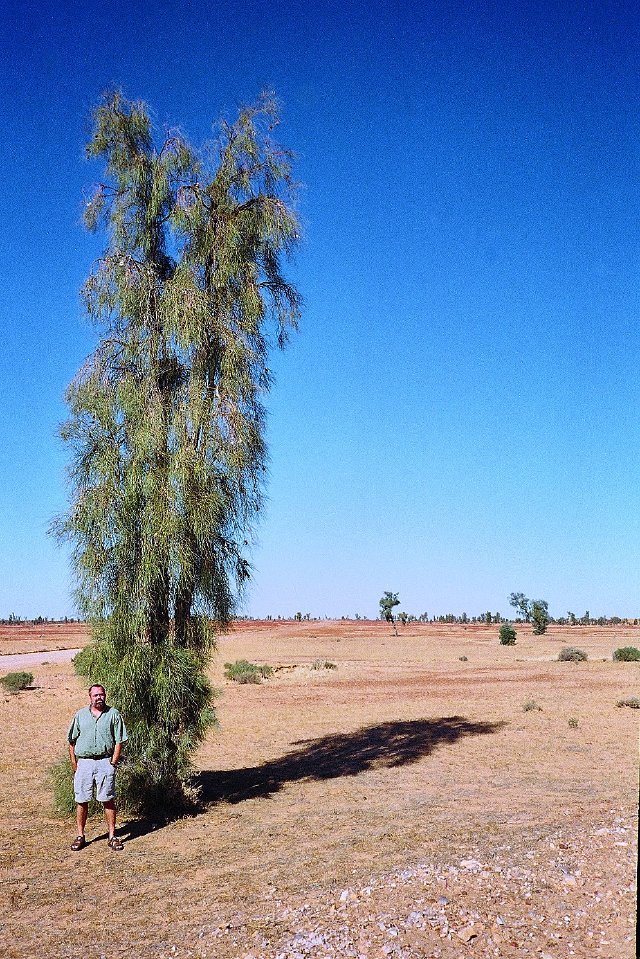 Acacia puece (Waddy Tree)