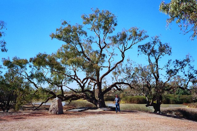 Dig Tree