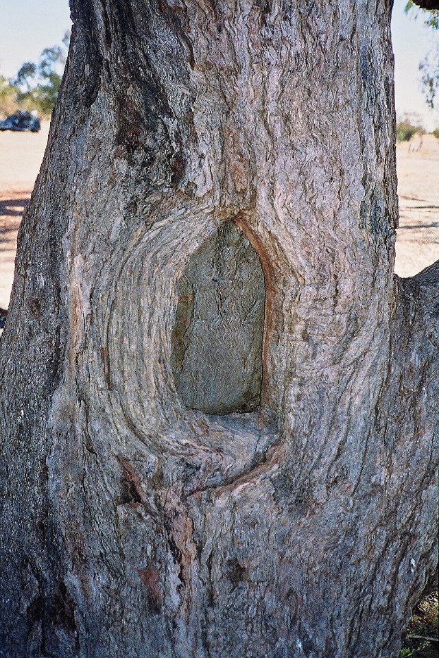 Dig Tree, B LXV