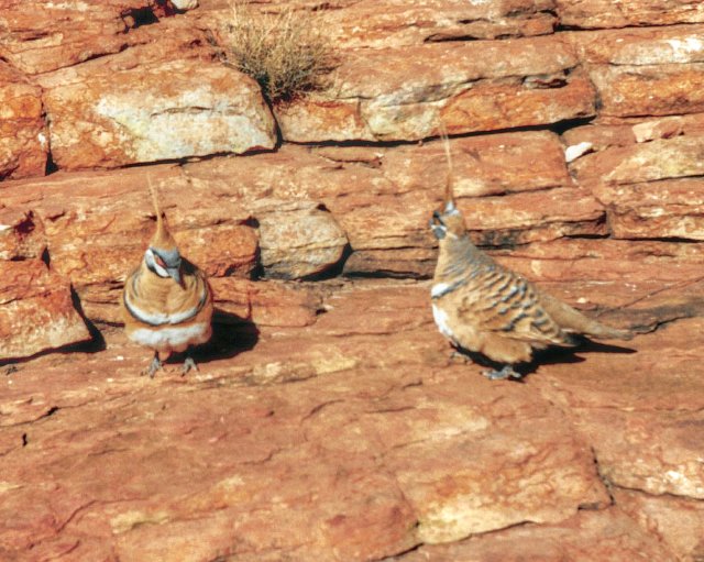 Spinifex pigeons