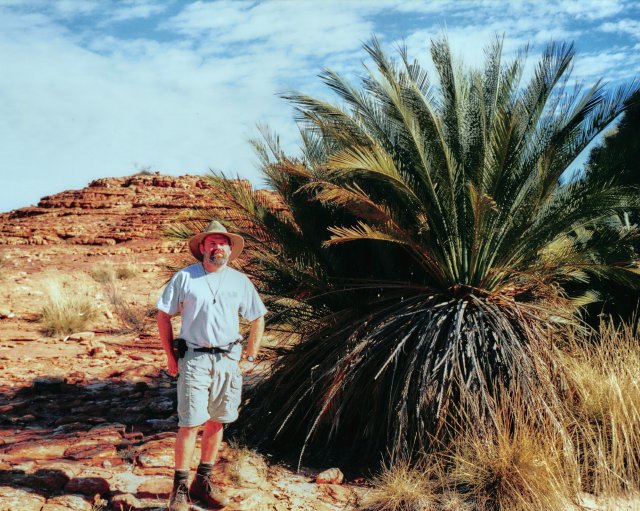 A big cycad