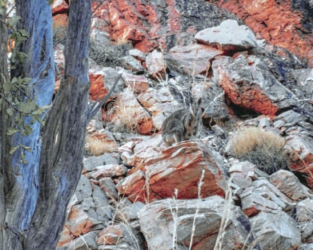 Wallaby, Redbank Gorge