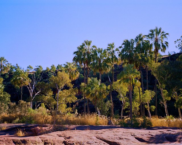 Palm Valley