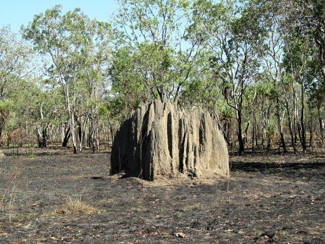 Termite Mound, magnetic