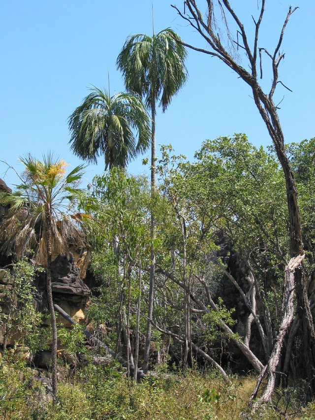 Palm trees (Gronophyllum ramsayi)