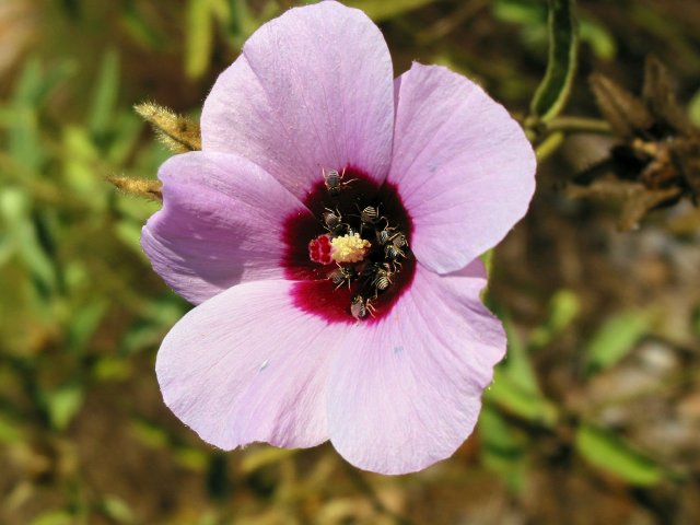 Hibiscus leptocladus