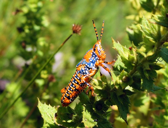 Leichhardts grasshopper