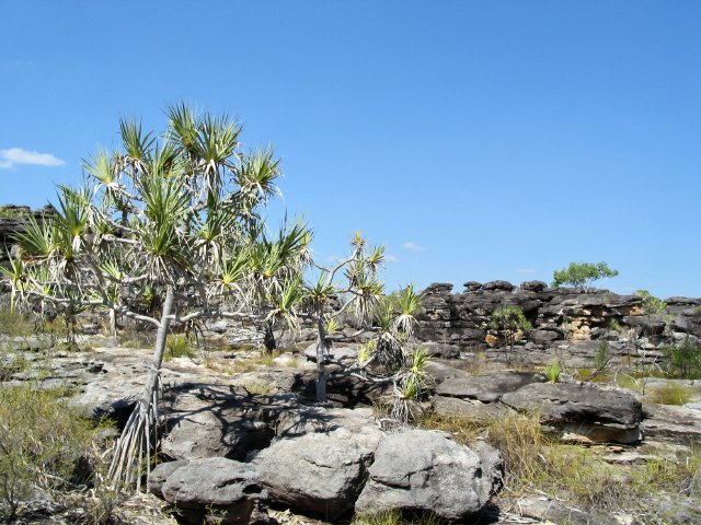 Pandanus basedowii