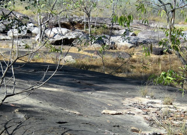 Rock monitor lizard