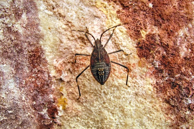 Rock Art Beetles