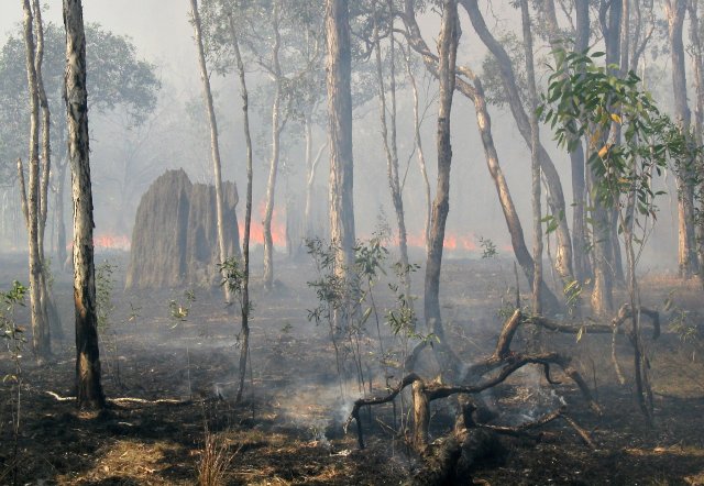 Bushfire and termite mounds