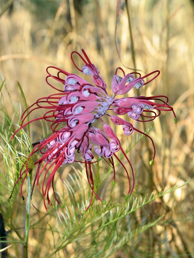 Grevillea