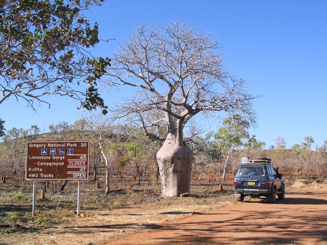 First boabs, Bullita Downs Junction