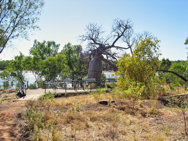 Gregory's Tree, 1855-56