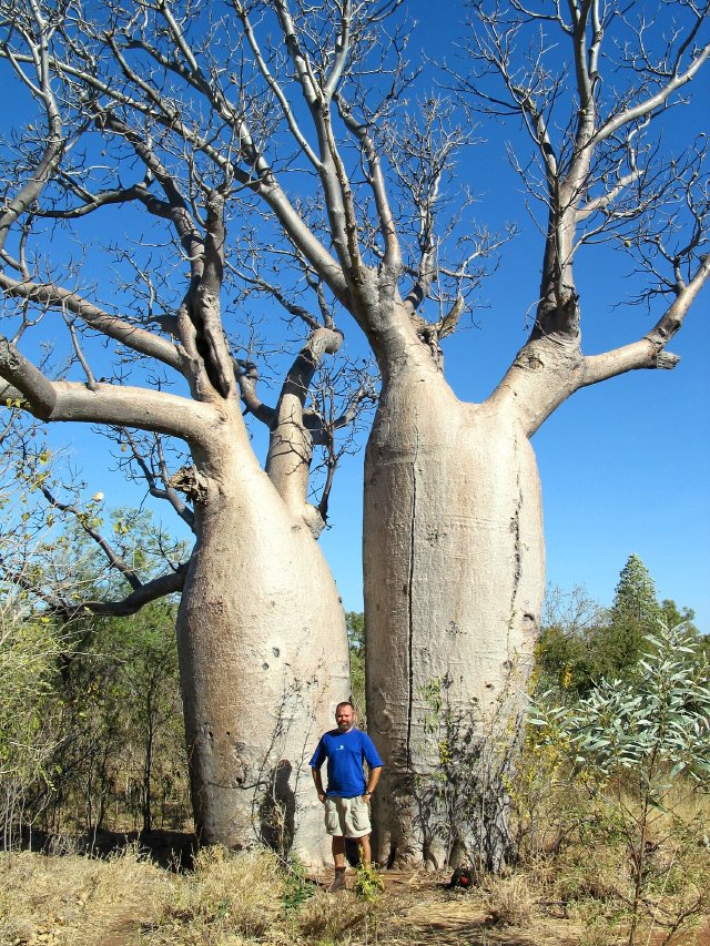 Twin Boabs