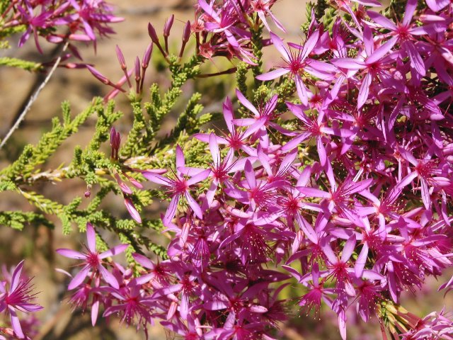 Calytrix sp.