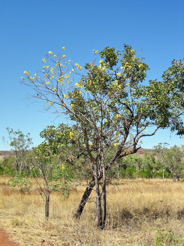 Kapok tree